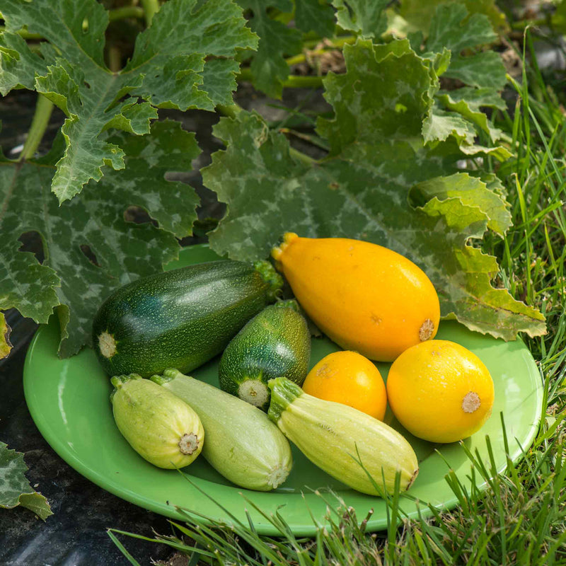 Courgette Seeds 'Griller Mix' F1