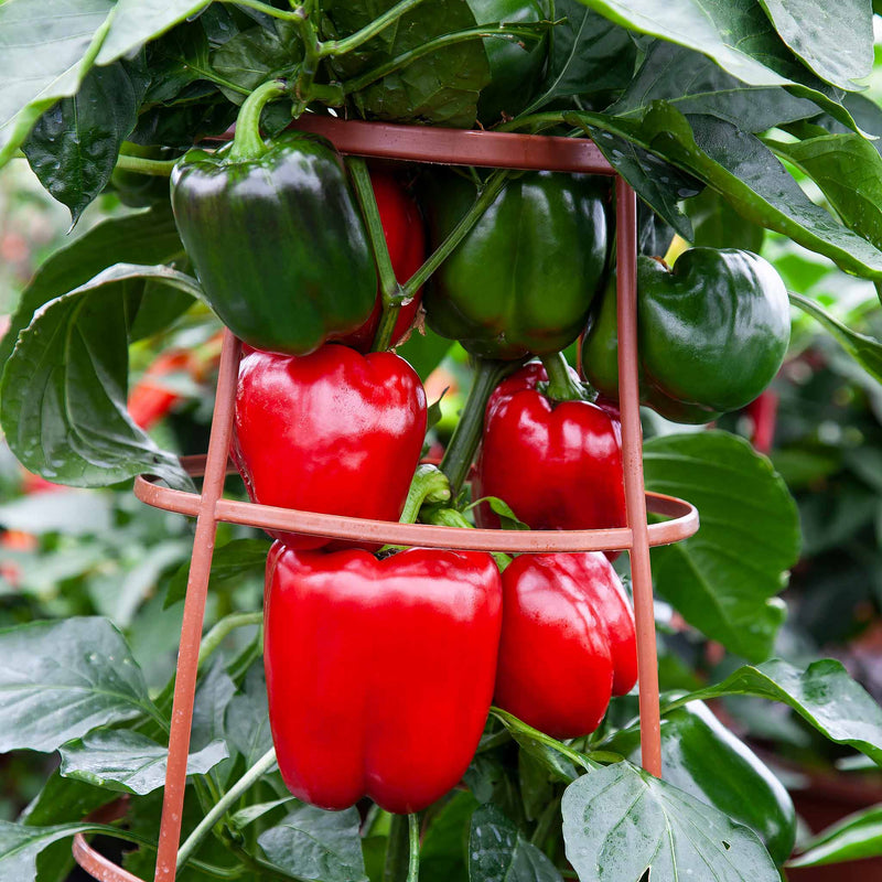 Sweet Pepper Plant 'Big Ben'