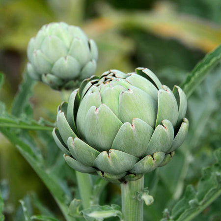 Artichoke Seeds 'Green Globe'