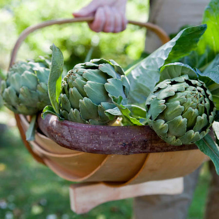 Artichoke Plant 'Green Globe'