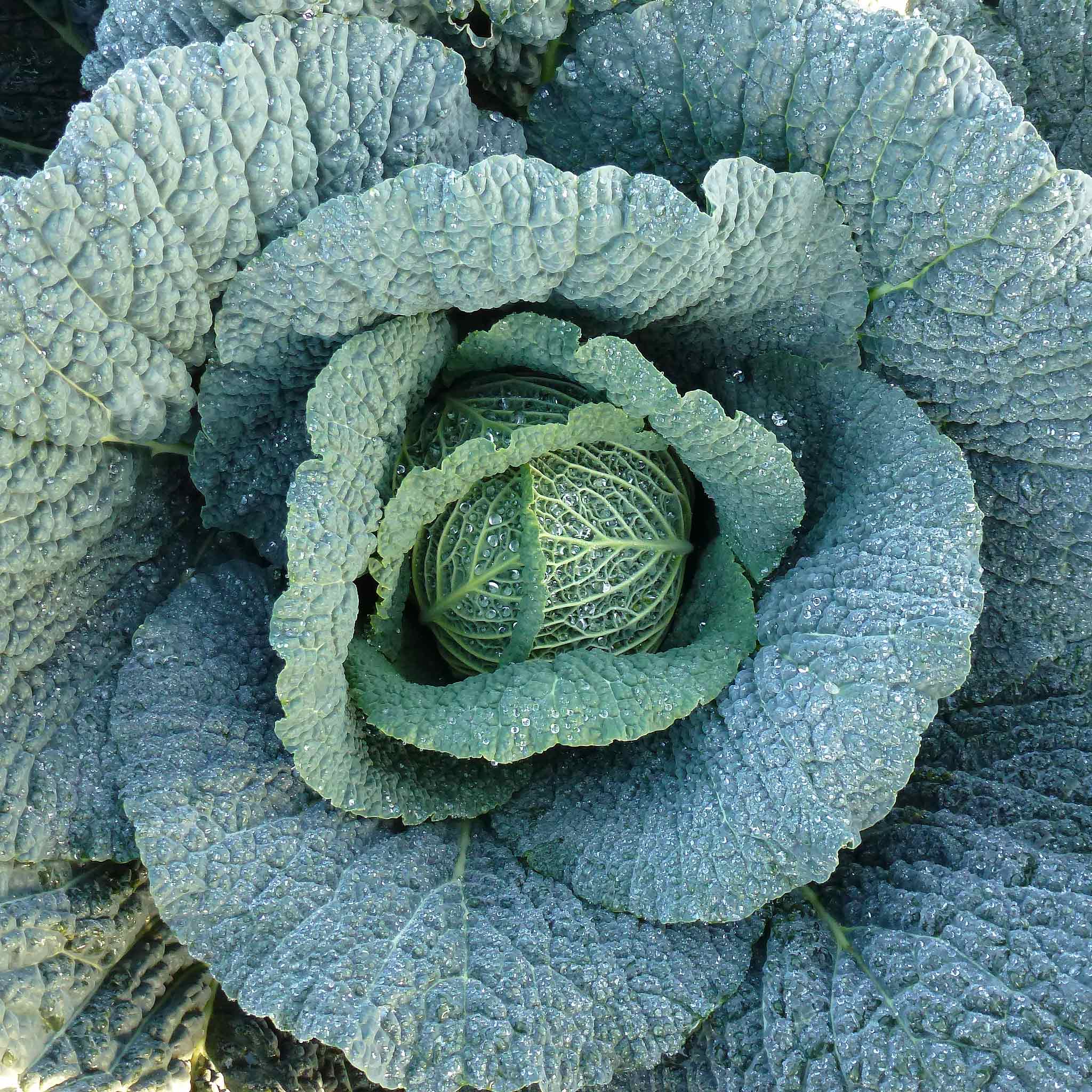 Cabbage Seeds Supervoy F1