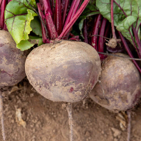 Beetroot Plant 'Pablo'