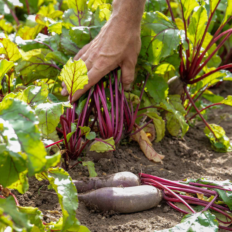 Beetroot Seeds 'Cylindra'