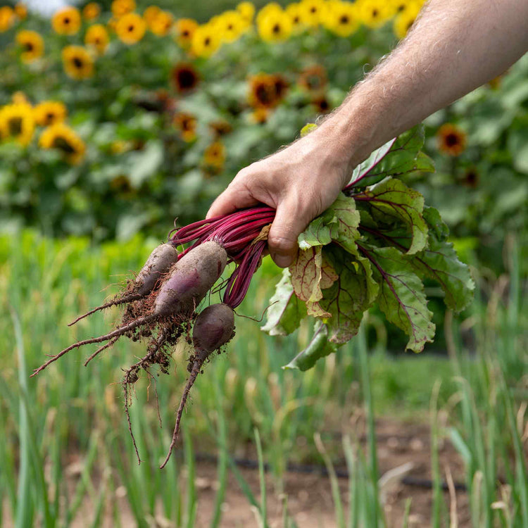 Beetroot Seeds 'Cylindra'