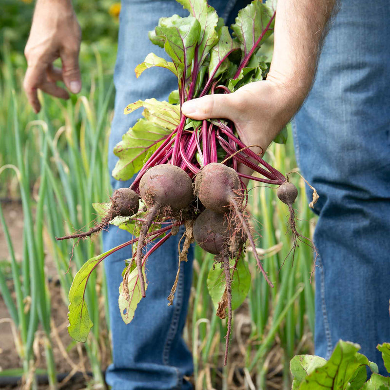 Beetroot Seeds 'Baby Beet Action' F1