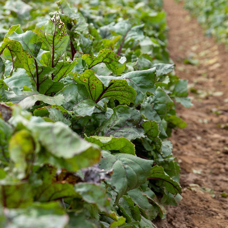 Beetroot Seeds 'Baby Beet Action' F1