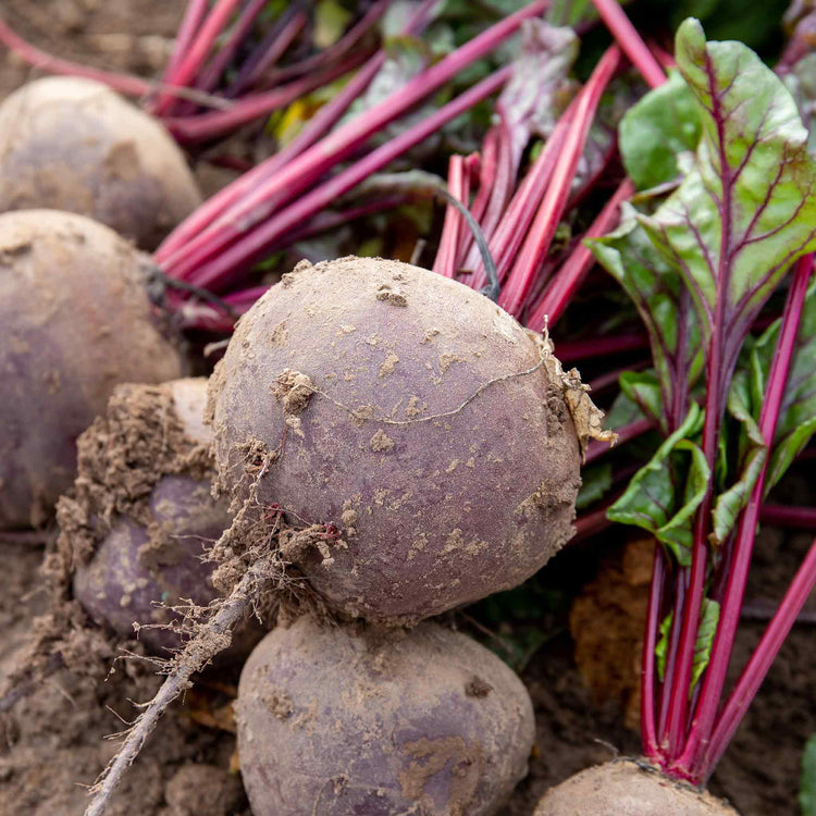 Beetroot Seeds 'Baby Beet Action' F1