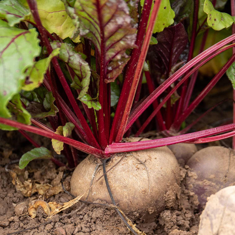 Beetroot Seeds 'Baby Beet Action' F1