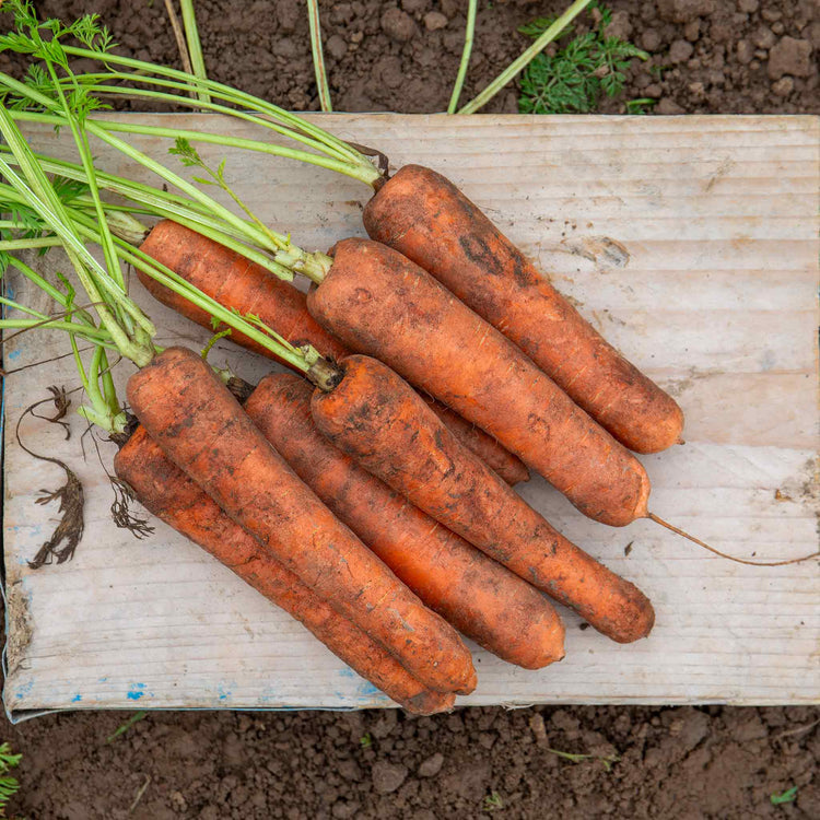 Carrot Seeds 'Danvers Half Long'