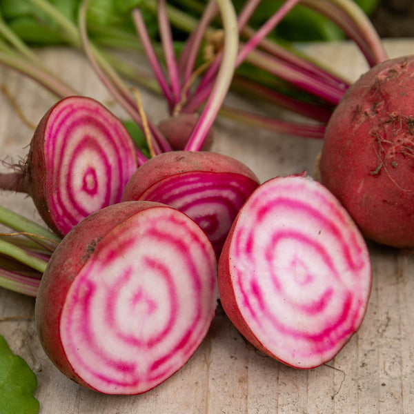 Beetroot Plant 'Chioggia'