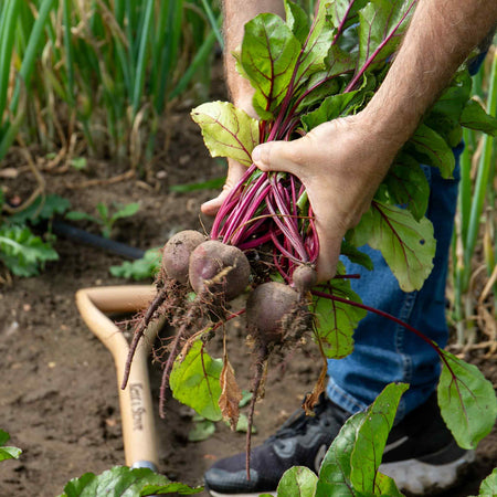 Beetroot Plant 'Chioggia'