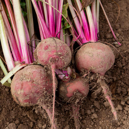 Beetroot Seeds 'Chioggia'