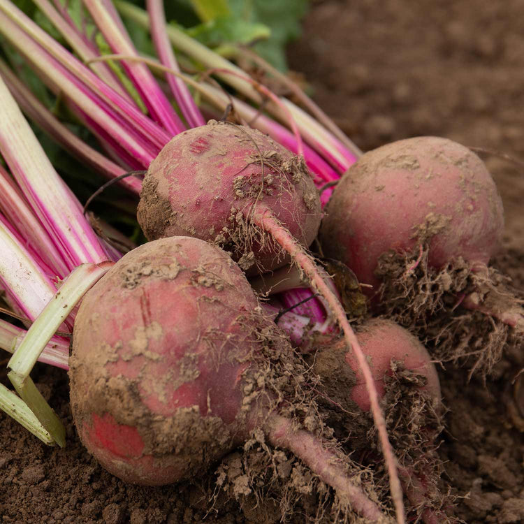 Beetroot Seeds 'Chioggia'