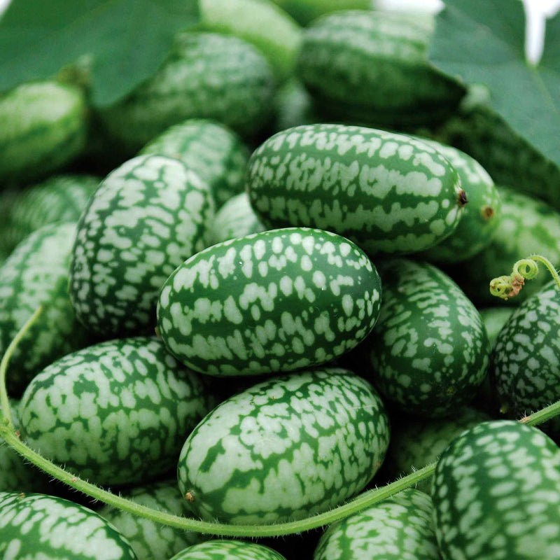 Cucamelon Seeds 'Mexican Gherkin'