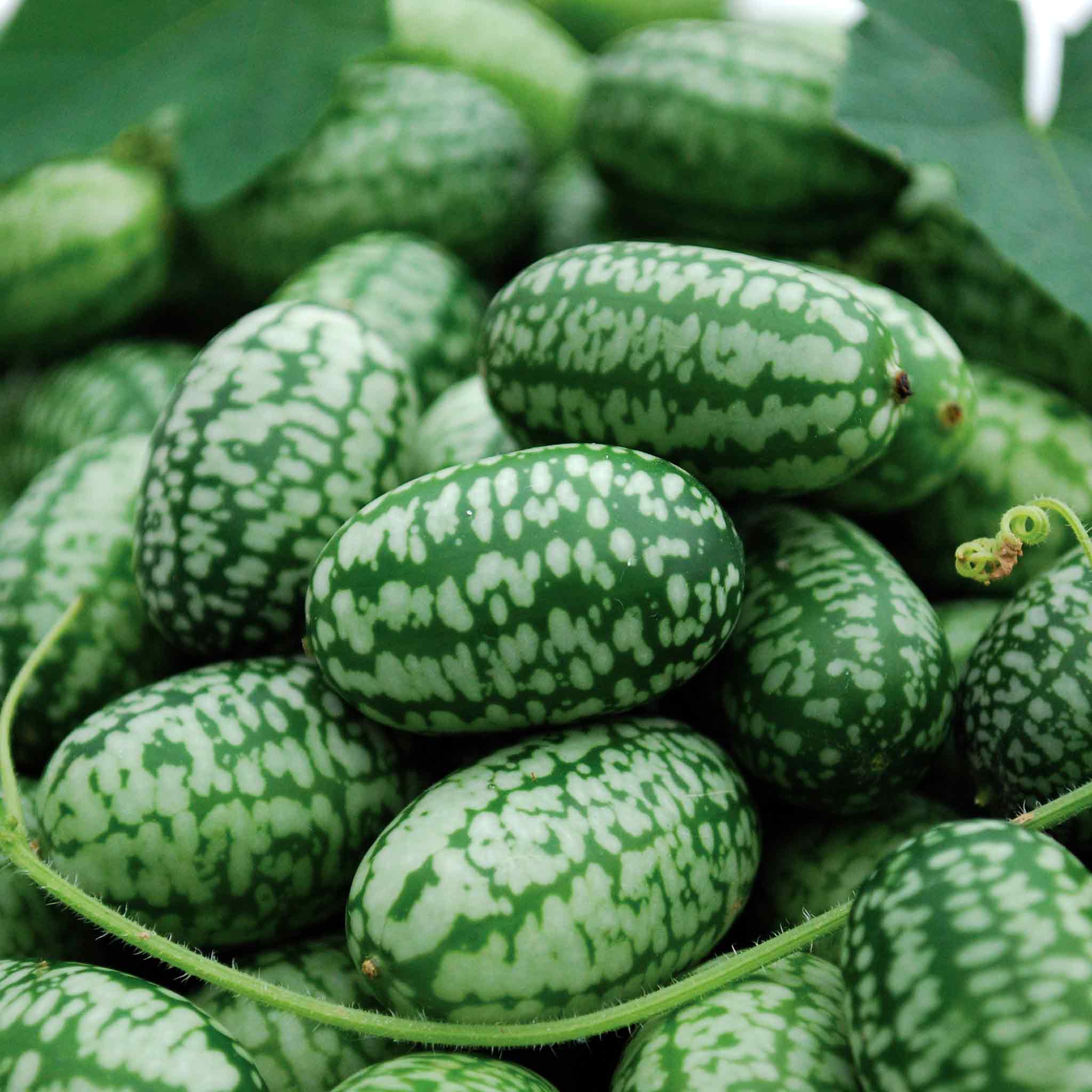 Cucamelon Seeds Mexican Gherkin