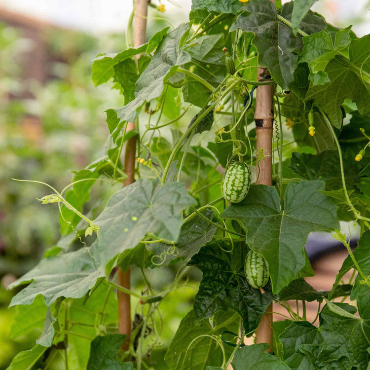 Cucamelon Seeds 'Mexican Gherkin'