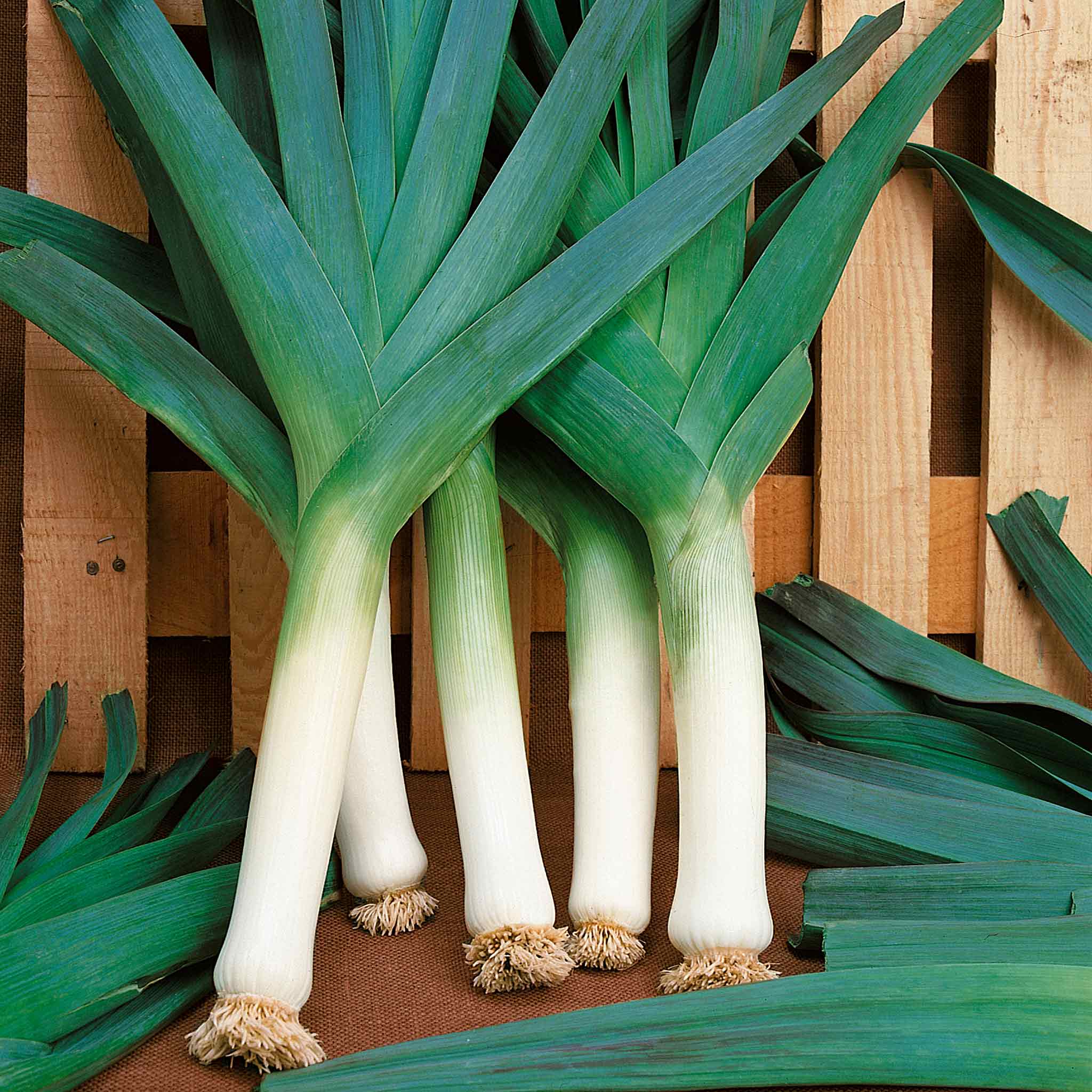 Leek Seeds Blauwegroene Winter Bandit