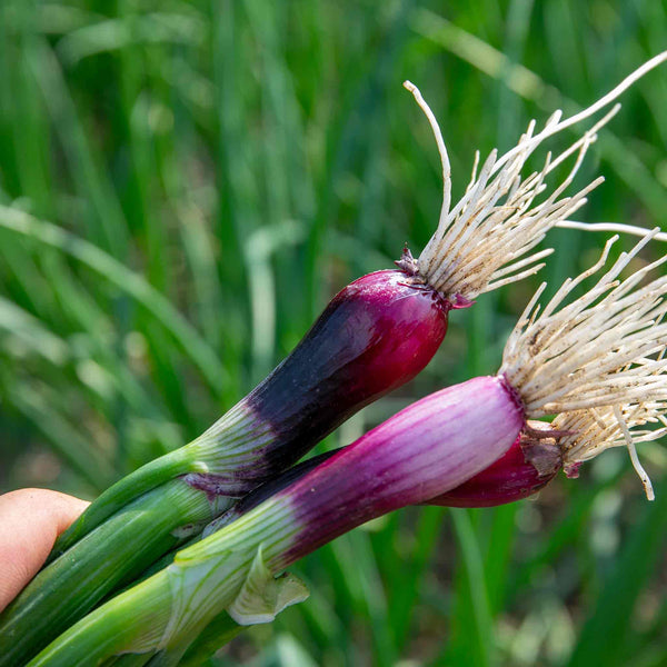Spring Red Onion Seeds 'Lilia'