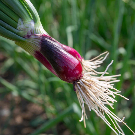 Spring Red Onion Seeds 'Lilia'