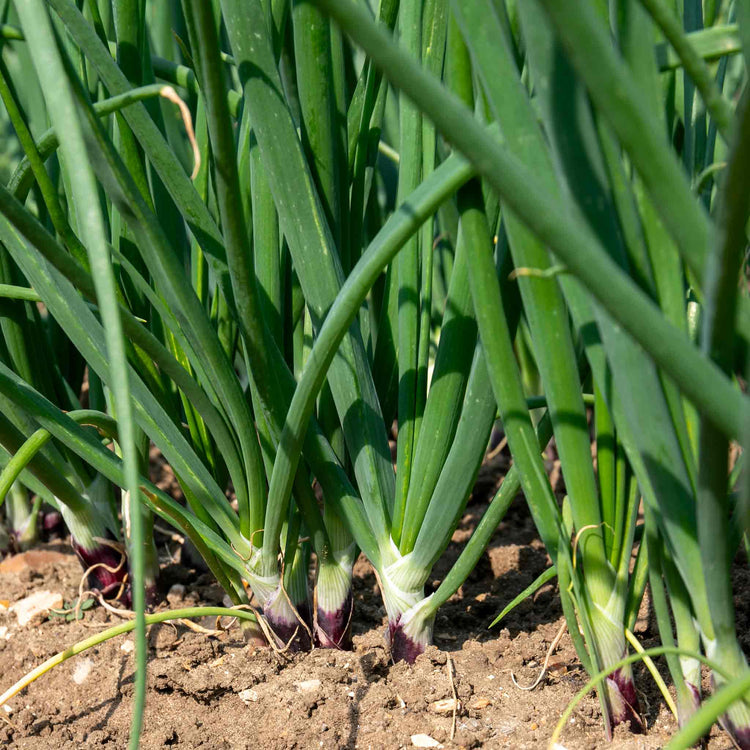Spring Red Onion Seeds 'Lilia'