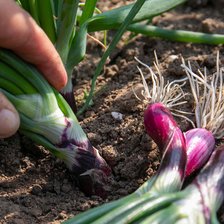 Spring Red Onion Seeds 'Lilia'