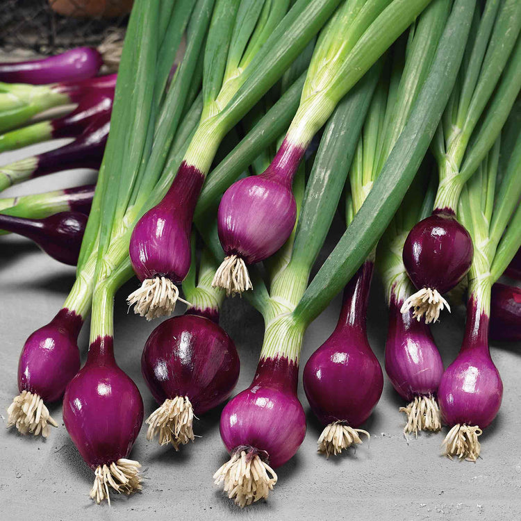 Spring Red Onion Seeds 'Lilia'