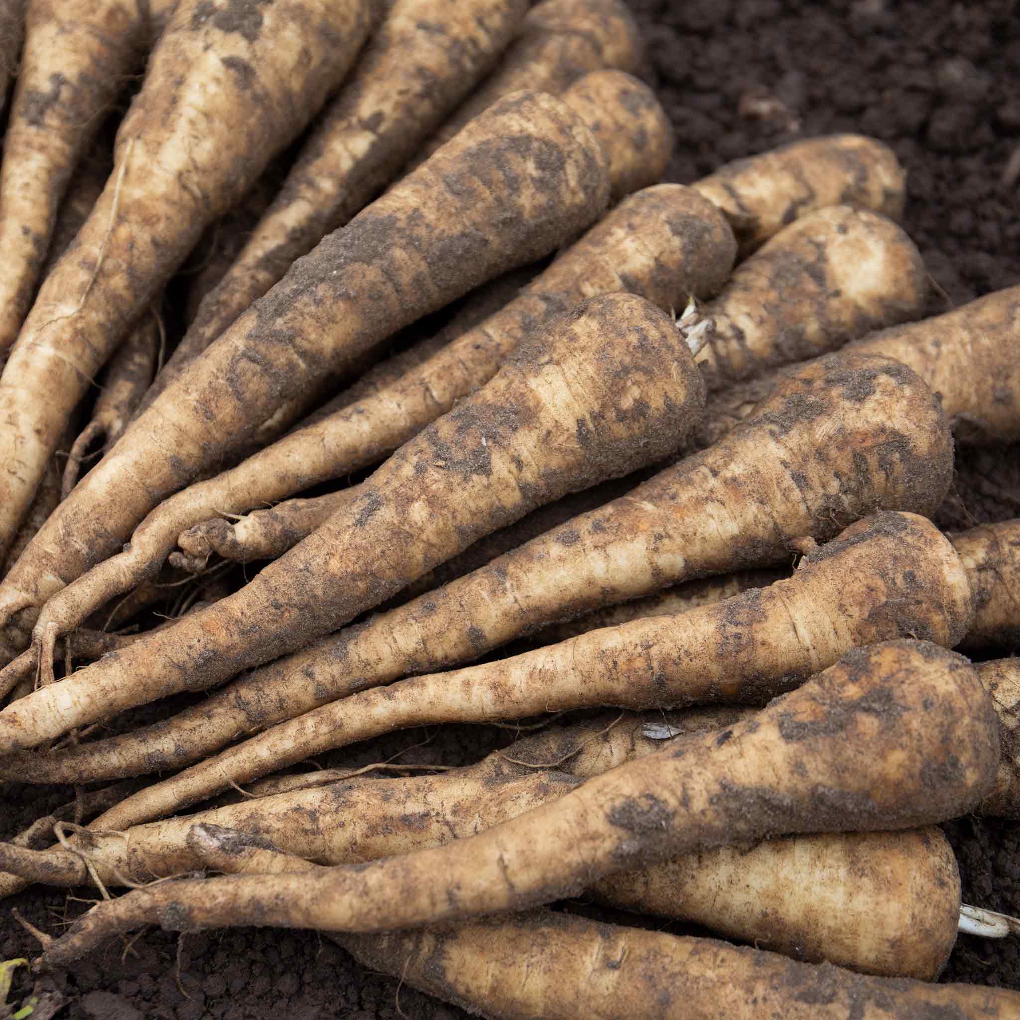 Parsnip Seeds Panorama F1