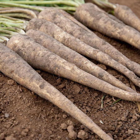 Parsnip Seeds 'Panorama' F1