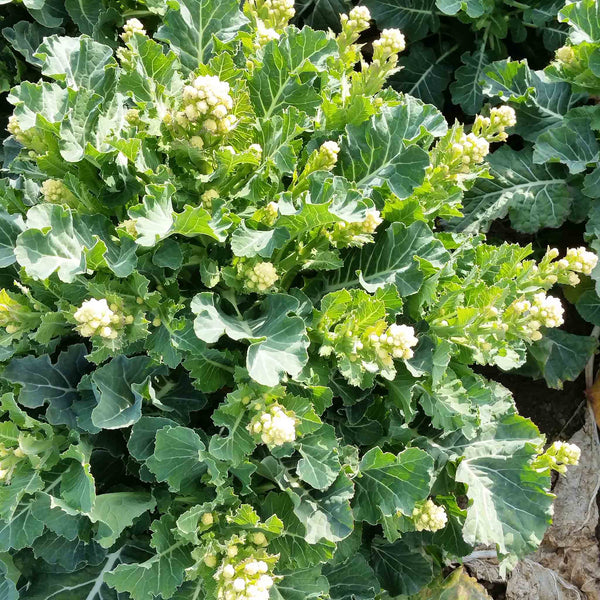 Broccoli Plant 'White Sprouting Burbank'