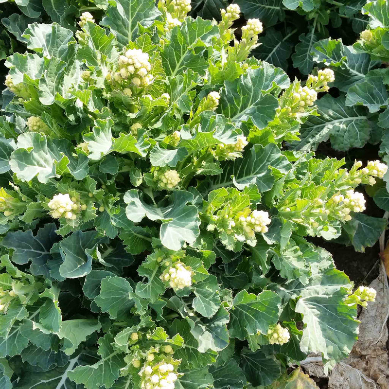 Broccoli Seeds 'White Sprouting Burbank' F1