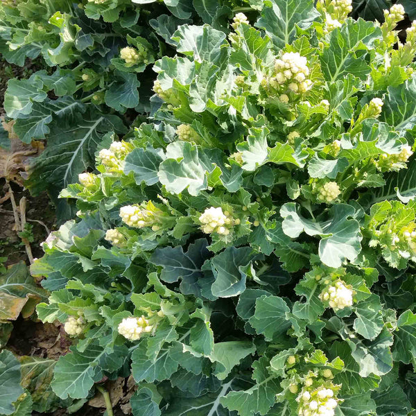 Broccoli White Sprouting 'Burbank'