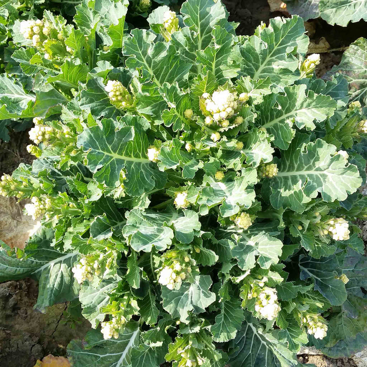 Broccoli Seeds 'White Sprouting Burbank' F1