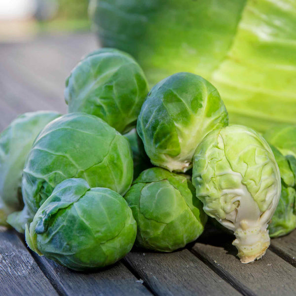 Brussels Sprout Plant 'Trafalgar'