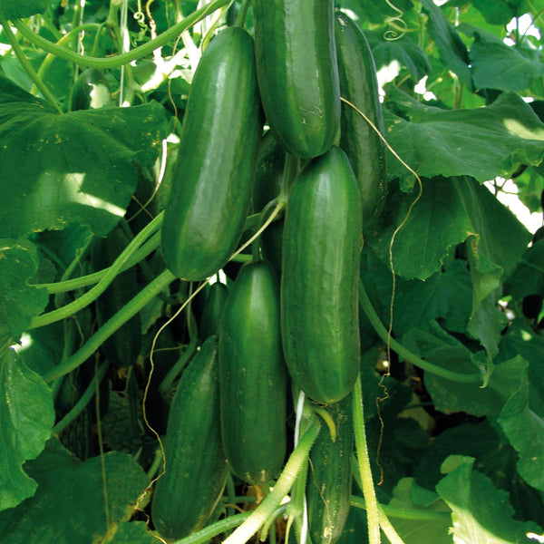 Cucumber Seeds 'Sherpa' F1