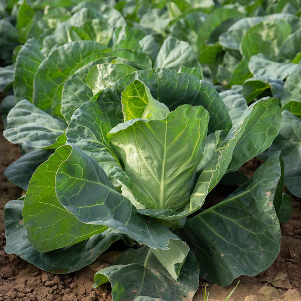 Cabbage Plant Pointed 'Regency'