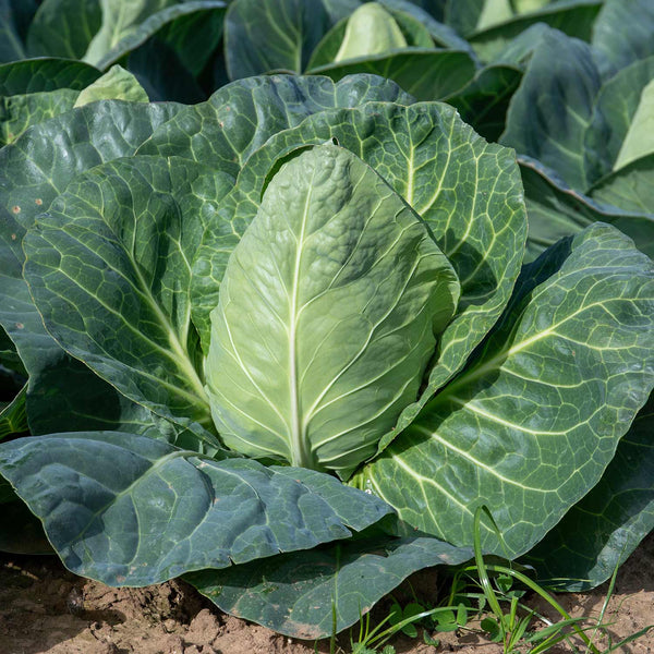 Cabbage Plant 'Regency Pointed Green'