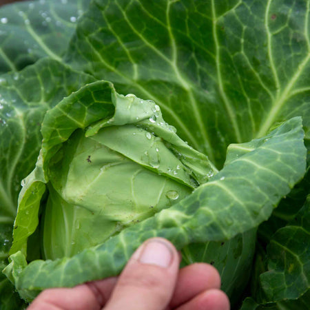 Cabbage Seeds 'Regency' F1