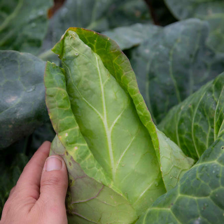 Cabbage Seeds 'Regency' F1