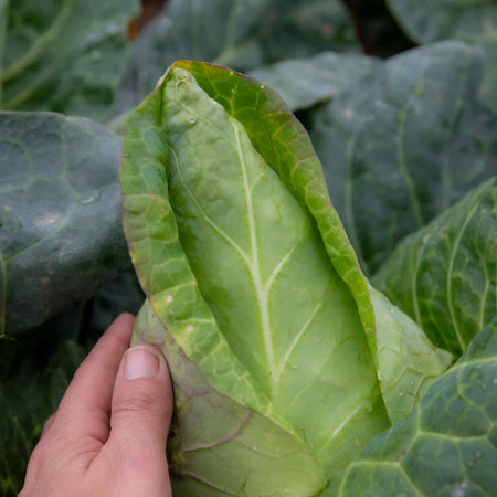 Cabbage Plant Pointed 'Regency'