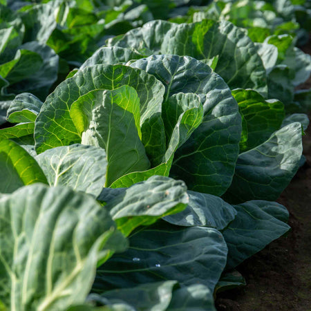 Cabbage Seeds 'Regency' F1