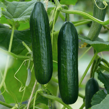 Cucumber Plant 'Outdoor Duo'