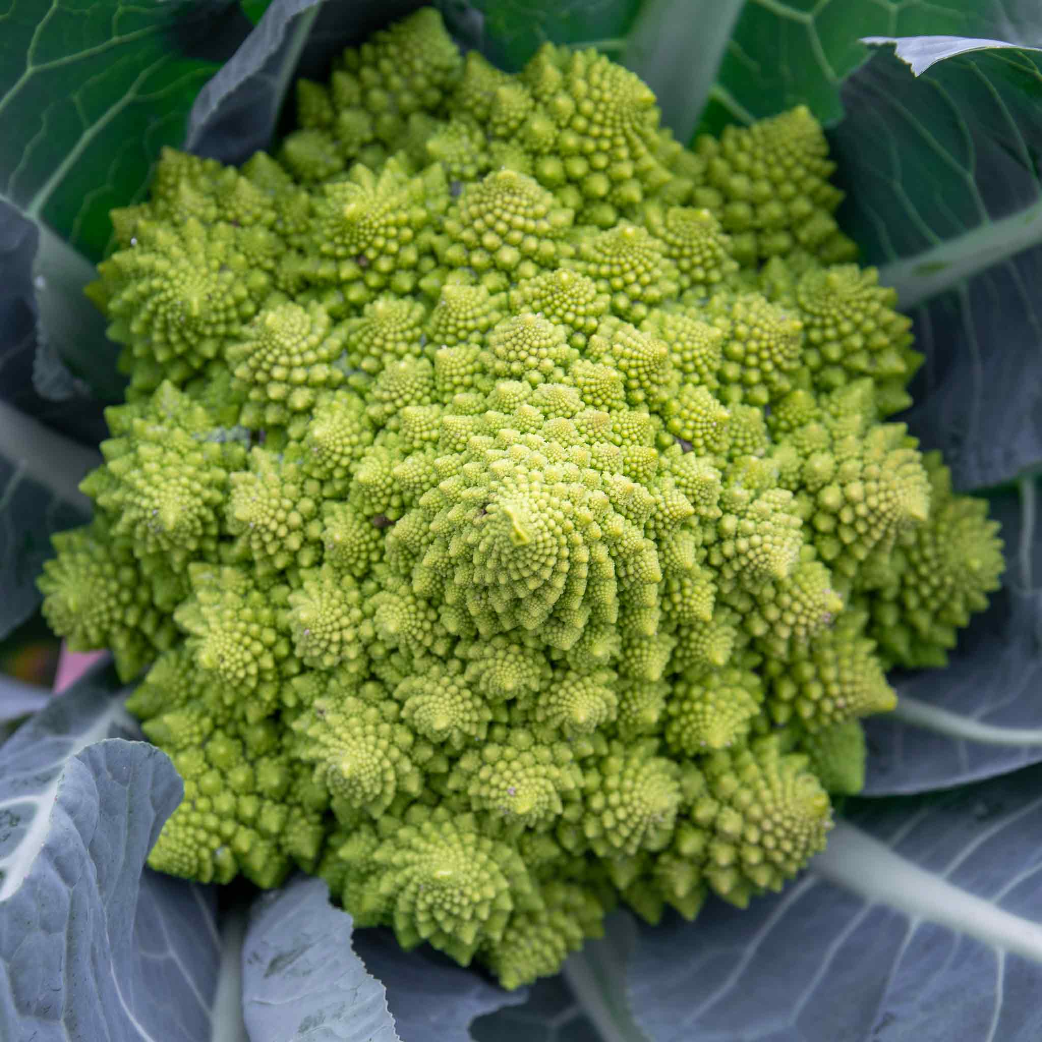 Cauliflower Seeds Romanesco Celio
