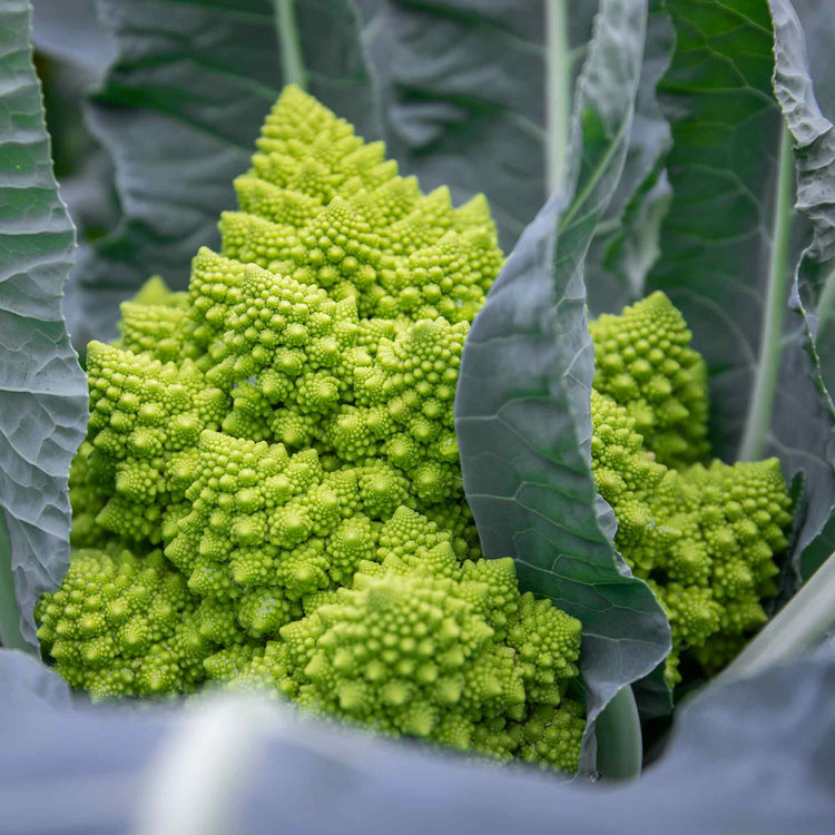 Cauliflower Seeds 'Romanesco Celio'