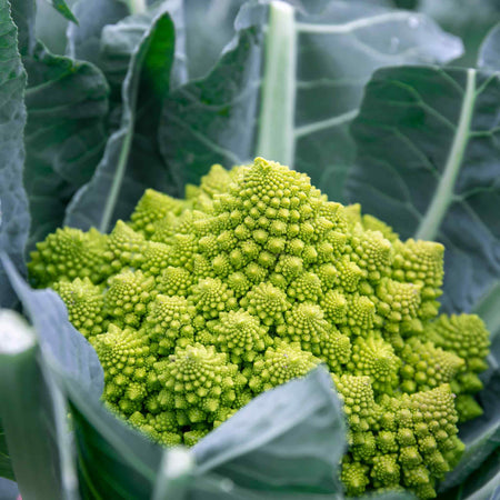 Cauliflower Seeds 'Romanesco Celio'