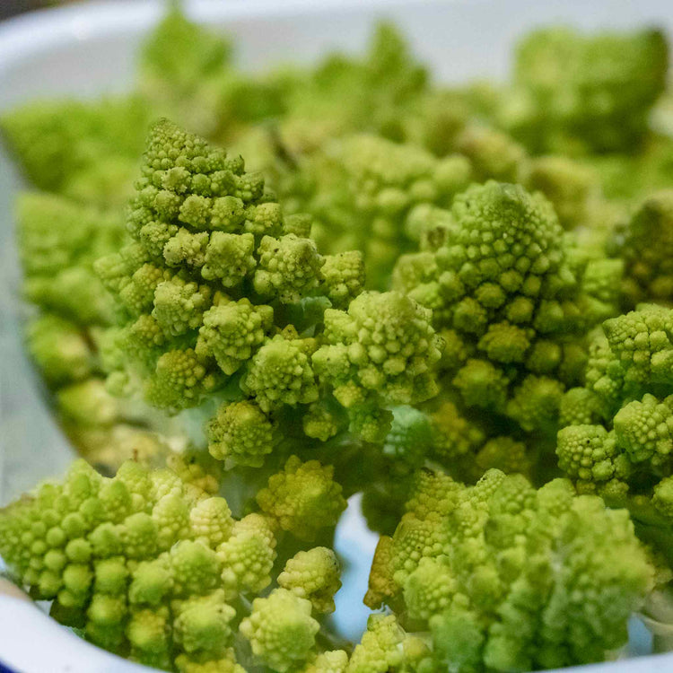 Cauliflower Seeds 'Romanesco Celio'