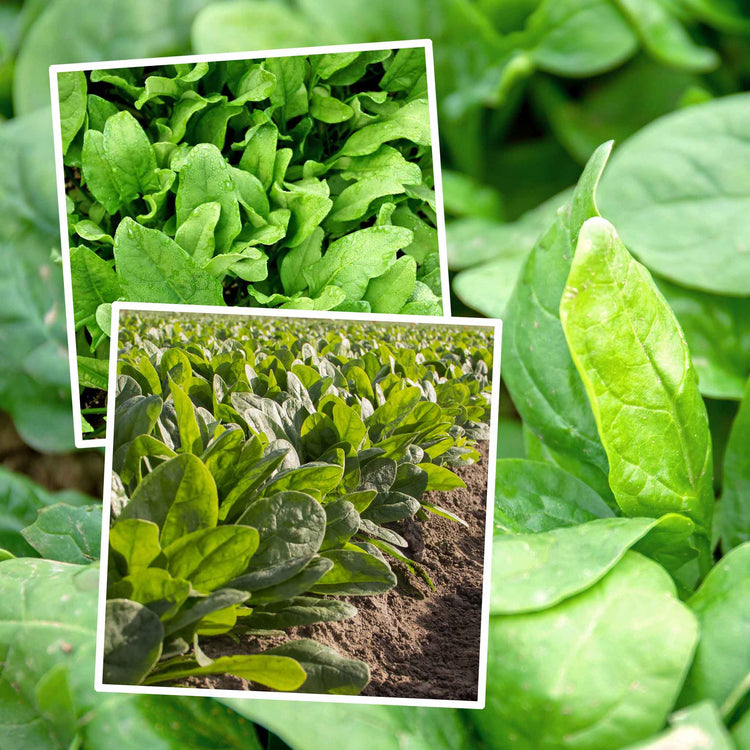 Spinach Seeds 'Perpetual' and 'Nevada' Duo Pack