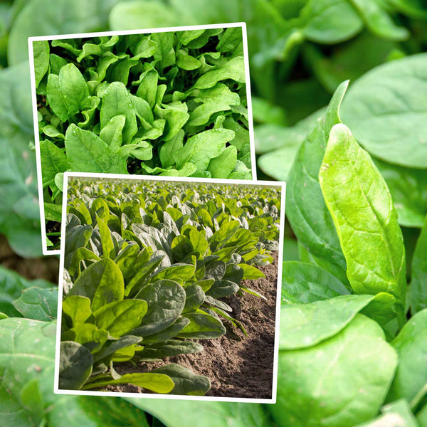 Spinach Seeds 'Perpetual' and 'Nevada' Duo Pack