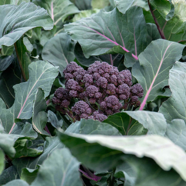 Broccoli Seeds 'Claret' F1