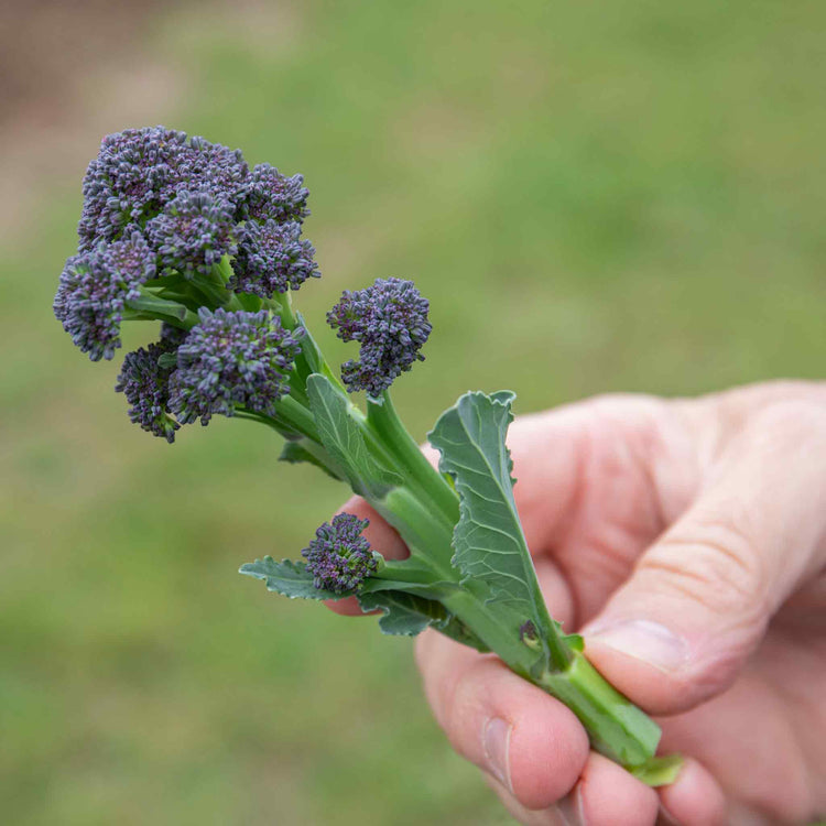 Broccoli Seeds 'Early Purple Sprouting Blend'