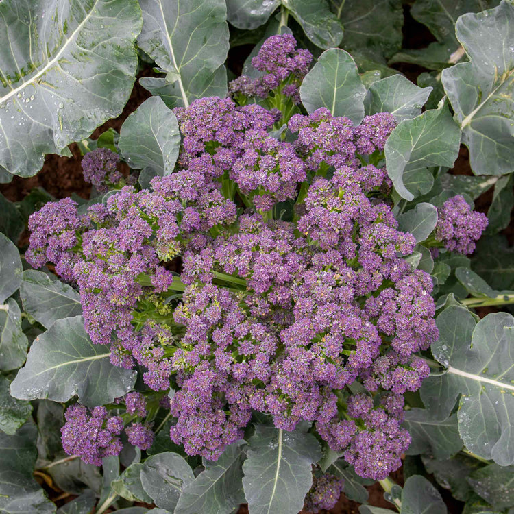 Broccoli Seeds 'Summer Purple'